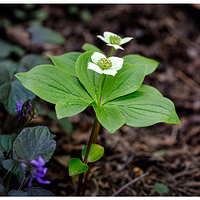 C5D4_CreepingDogwood042324.jpg