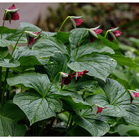 C5D4_RedTrillium042624-1.jpg