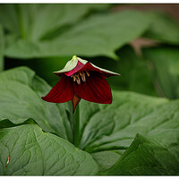C5D4_RedTrillium042624-2.jpg