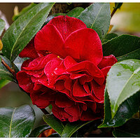 C5D4_RainyCamelia042724.jpg