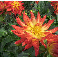 i15P_FirebirdDahlia042924.jpg