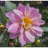 i15P_FMDahlia042924-2.jpg