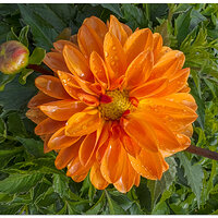 i15P_FMDahlia042924-3.jpg