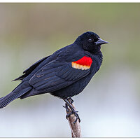 C5D_RWR-RedwingBBird051008.jpg