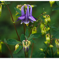 C5D4_1stColumbine050124.jpg