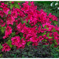 C5D4_Azalea050224-2.jpg
