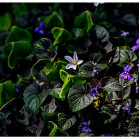 C5D4_FlowerWars042324.jpg
