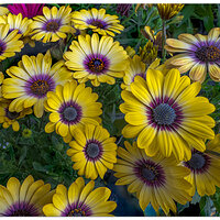 i15P_BlueEyedDaisy042624.jpg