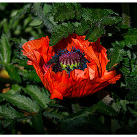 C5D4_EarlyPoppy050724.jpg