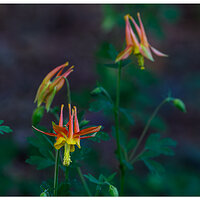 C5D4_FirecrackerColumbine051224.jpg