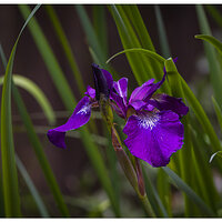 C5D4_EarlyIris051924.jpg