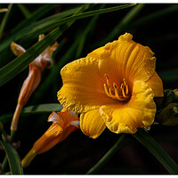C5D4_DLily061324.jpg