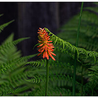 C5D4_TLily061324.jpg