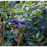 C5D4_BJThief061224-1.jpg