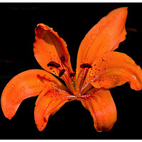 C5D4_DLily061524-2.jpg