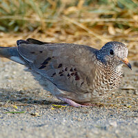 7D2_6034.jpg