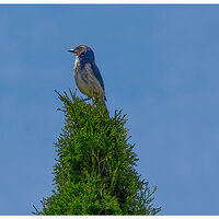 C5D4_PBJay061324-1.jpg