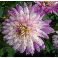 i15P_Dahlia052824.jpg