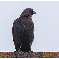 C5D4_Crow041224.jpg