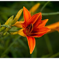 C5D4_OrangeDaylily070124.jpg