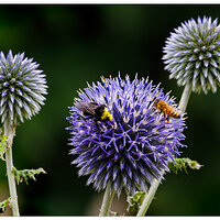 C5D4_EchinopsBees072423.jpg