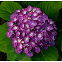 C5D4_Hydrangea01-070124.jpg