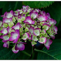 C5D4_Hydrangea02-070124.jpg