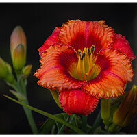C5D4_RDayLily070124.jpg