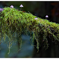 C5D4_TrailsideShrooms110221.jpg