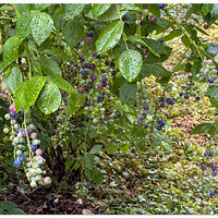 i15P_BBerries073024.jpg