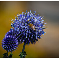 C5D4_BeeEchinops073024.jpg