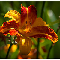 C5D4_OrangeDaylily073024.jpg
