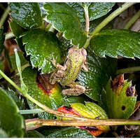 i15P_PCFrog073024.jpg