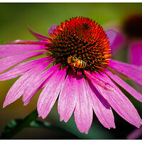 C5D4_BeeCone080224.jpg