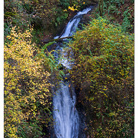 C20D_ShepperdsDell110207.jpg