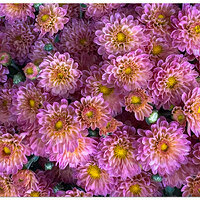 i15P_Mums-1081824.jpg