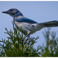 CR5m2_BlueJay082524.jpg