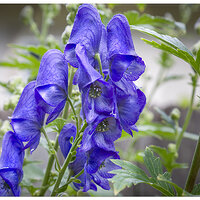 CR5m2_MonksHood092724.jpg