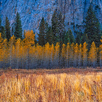 _BRC2816YosemiteFoliageFB.jpg