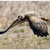 CD60_RWR-RedTailBIF021003.jpg