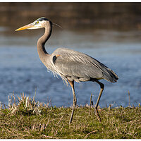 CD60_RWRMcCarthy-GBH021003.jpg
