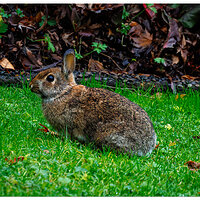 CR5m2_FYWabbit122724.jpg