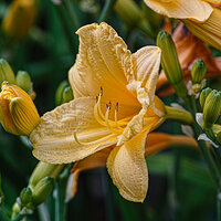 _SDI5243-TS kopie.jpg