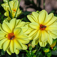 _SDI3501-TPhoto kopie.jpg