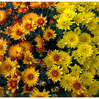 i15P_FNchrysanthemum091024.jpg
