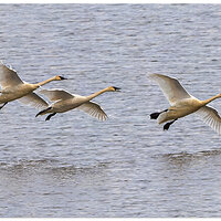 CR5m2_IncomingSwans121924.jpg