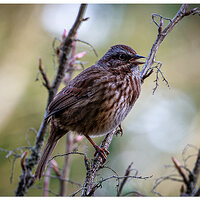 CR5m2_FoxSparrow010825.jpg