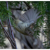 CR5m2_Bushtit011025.jpg