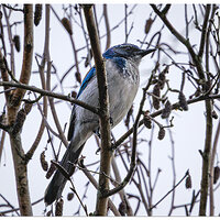 CR5m2_ScrubJay011225.jpg