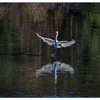 CR5m2_WaterWalker011925.jpg
